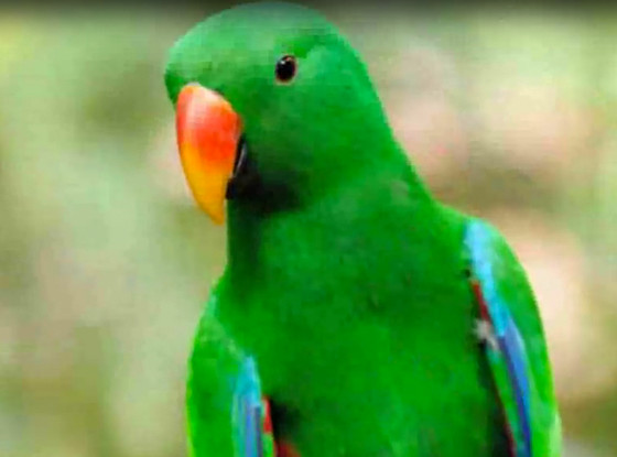 Parrot, Hariyal Parrot, Hariyal